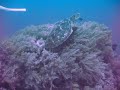 Balicasag Turtle ??