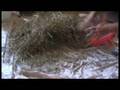 Our Daily bread- food storage, peak oil, economic collapse,