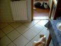 COME PREPARARE UNA LASAGNA VIDEO 2