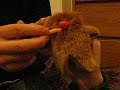 Finger Bear