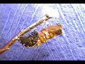 Caterpillar Transforms Into Chrysalis Time Lapse
