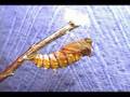 Caterpillar Transforms Into Chrysalis Time Lapse