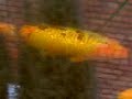 Fish In The Tropical Ravine