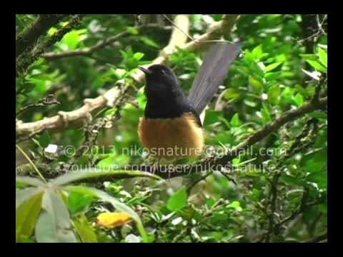 White-rumped shama long song, singing, เสียงนกกางเขนดง, นกกางเขนดง
