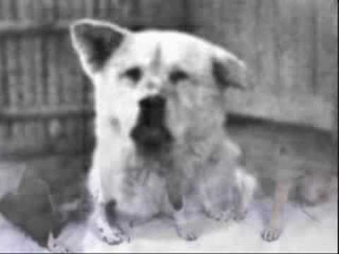 The story of Hachiko
