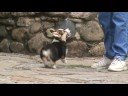 Hector - Down and Back