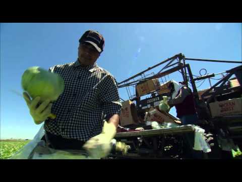 how to harvest iceberg lettuce