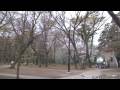 Cherry Blossom Viewing in Inokashira Park 3-27-09 Part 1