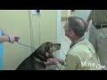 Pet Transportation: Flying Your Pets - Before and After the Flight