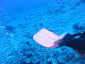 knapp diving at Atlantis 18