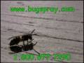 videos de Yellow Jacket closeup video