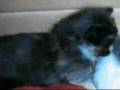 videos de Cute Tortoiseshell Kitten for Sale - Eastern Suburbs of Melbourne, Australia