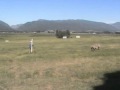 PCV: Trialing Series--Kelley Creek Farm Trial 2010