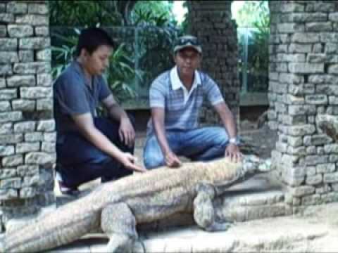 Prehistoric Dragon