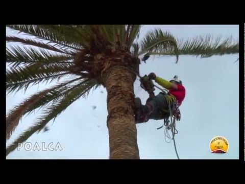 how to transplant phoenix canariensis