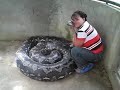 the largest python and the faggot!