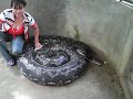 the largest python and the faggot!