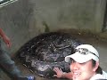 the largest python and the faggot!