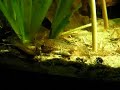 Kuhli loach in a fishtank / Geflecktes Dornauge [1/2]