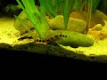 Kuhli loach in a fishtank / Geflecktes Dornauge [1/2]
