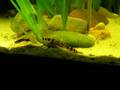 Kuhli loach in a fishtank / Geflecktes Dornauge [1/3]