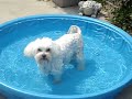 Okey Dokey in his Pool