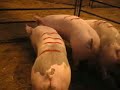 Market Hogs