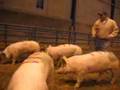 Market Hogs