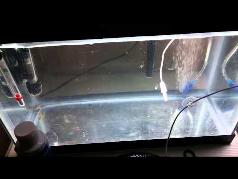 how to cure ich fast