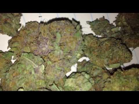 how to grow gdp strain