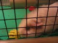 The Ball Playing Pig