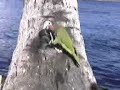 cuban parrot, cotorra cubana cuban parrot, cotorra cubana