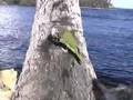 cuban parrot, cotorra cubana cuban parrot, cotorra cubana