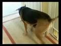 Dog vs. Cat