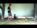 Dog Training - Trainer Leave It Part 1 by Steve DeBono