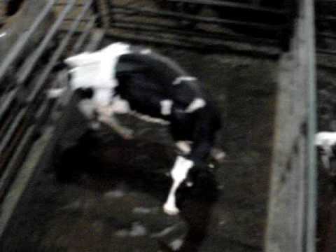 how to cure udder rot in cows