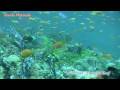 videos de Maldives LankanBeyru　Nov 4, 2008