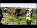 Israeli Terrorism in Gaza - Farming Under Fire