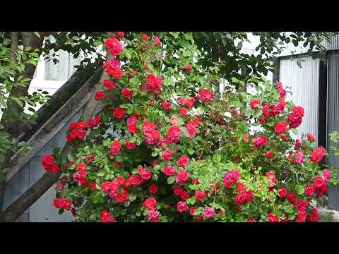 Барановичи день за днем. 23.06.22.