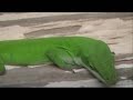These Green Anole Lizards frequent the Azalia Bushes, and the railings around my front porch. ... 