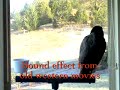 Congo African Grey Parrot  & Spaghetti Western Whistle