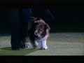 Crufts - \"Lesbians\" Dog Routine