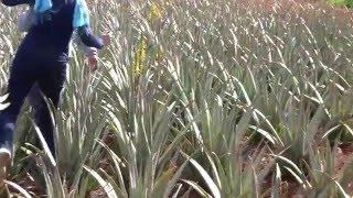 Impressionen - Karin Dückelmann erntet ein Aloe Vera Blatt