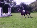 Liscombe Park E.C Showjumping