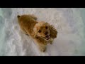 Fun in the snow with my Cocker Spaniel and her best friend