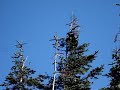 Bear cups on tree on the PCT Bear cups on tree on the PCT