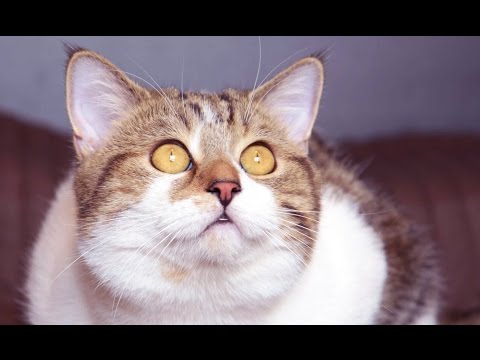 cute cats - Too Cute moments of Funny Cat Rocky life . Today cat Rocky celebrates his second birthday. SUBSCRIBE: http://bit.ly/FunnyCatsAndNiceFish . New video every Tuesday & Friday! Like us on FACEBOOK:...