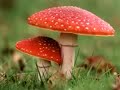 Bill Hicks talks about mushrooms and tripping