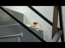Little Visitor Little Visitor