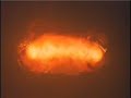Nuclear Explosion Confirmation - heavy metal Nuclear Explosion Confirmation - heavy metal